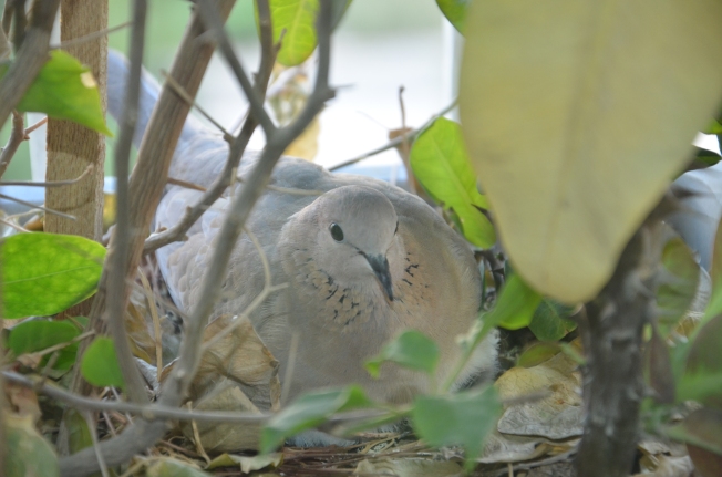 turtle dove